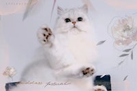a white cat with its paws up in the air