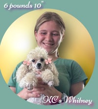 a girl holding a poodle with the words 6 pounds 10