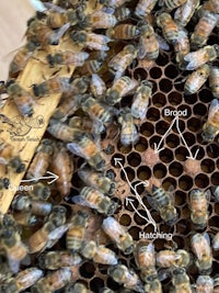 a close up of bees in a hive