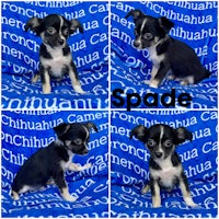 four pictures of a black and white chihuahua with the word spade