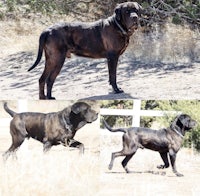 four pictures of a black dog standing in a field