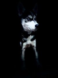 a husky dog in the dark