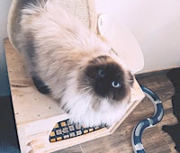 a fluffy cat sitting on top of a wooden box