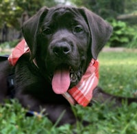 a black labrador retriever laying in the grass with his tongue out