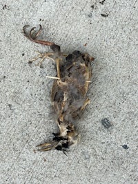 a dead bird lying on the ground