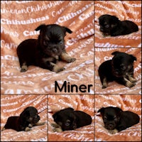 chihuahua puppies for sale in san diego california