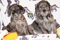 two grey puppies sitting on a blanket