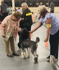 a woman is petting a grey poodle at a dog show