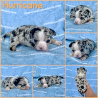 a collage of pictures of a puppy with the word hurricane