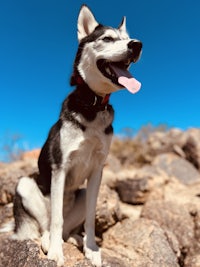 a black and white husky dog sitting on a rock
