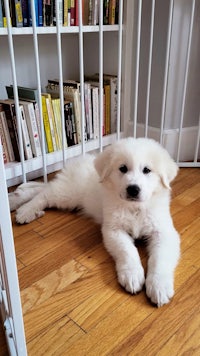 a white puppy laying on the floor in front of a bookcase