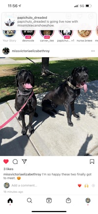 two black dogs on an instagram post