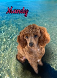 a brown poodle sitting in the water with the word mandy