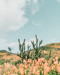 a field of orange flowers with cactus in the background
