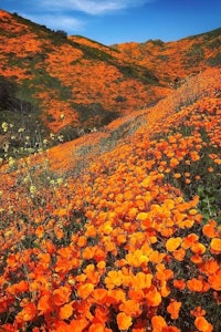 a field of orange flowers in california