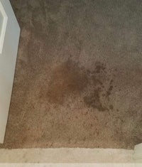 a brown stain on a carpet in a room