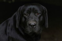 a black labrador dog is staring at the camera