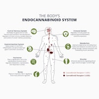 the body's endocannabinoid system