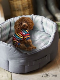 a dog in a plaid shirt sitting in a dog bed