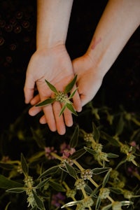 a person's hands holding a plant in front of them