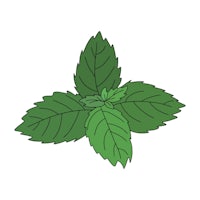 mint leaf isolated on white background vector illustration design