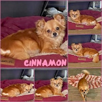 cinnamon, an adoptable chihuahua in houston, texas