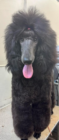 a black poodle standing on a table with his tongue out