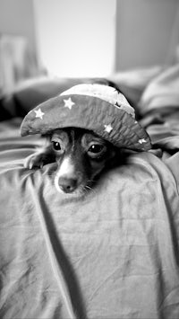 a chihuahua wearing a hat