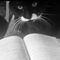 a black and white cat looking at a book