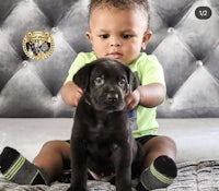 a young boy is sitting on a couch with a black puppy