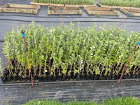 a row of small trees in a greenhouse