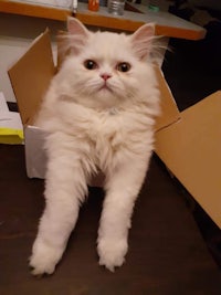 a white cat sitting in a box on a table