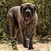 a large dog is walking in the dirt