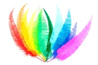 rainbow feathers on a white background