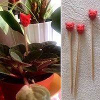 two pictures of a cat on a stick next to a plant