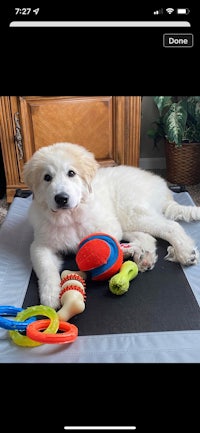 a white retriever puppy laying on a mat with toys