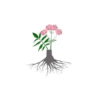 a plant with pink flowers and roots on a white background