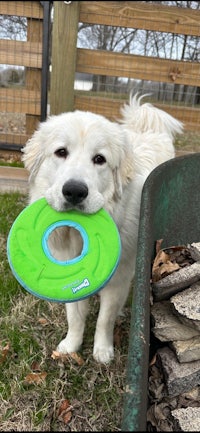 a white dog with a green frisbee in his mouth