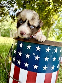 a puppy is sitting in a bucket with an american flag on it