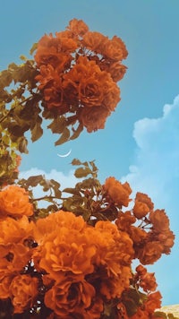 orange roses against a blue sky with a crescent moon