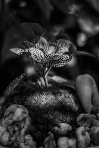 a black and white photo of a plant in a pot