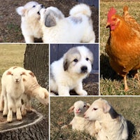 a collage of pictures of puppies and chickens