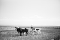 a black and white photo of a horse drawn carriage in a field