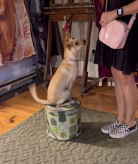 a woman standing next to a dog on a stool