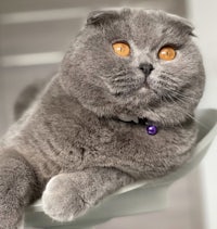 a gray cat is sitting on a white plate
