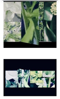 a series of pictures of green leaves and flowers