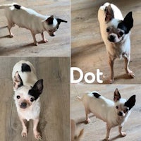 four pictures of a chihuahua with the word dot
