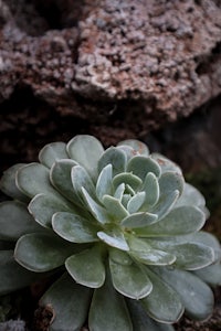 a small succulent plant is growing in front of a rock
