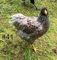 a chicken standing on the grass with a black and white rooster