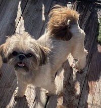 two shih tzu dogs standing on a wooden deck